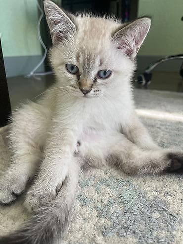 pisik latok: Britan, Erkək — 5