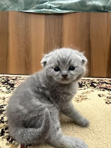 pisik balası: Şotland yastı qulaq, Dişi — 6