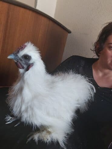 meşe xoruzu: Xoruz, il: <1, Ünvandan götürmə — 3