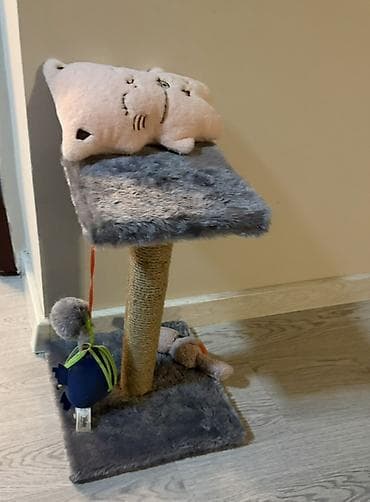 pişik yatağı: Şotland yastı qulaq, Dişi, Yaxşı əllərə, Ünvandan götürmə — 5