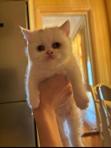 tuksuz pişik: Şotland, Dişi, Yaxşı əllərə, Rayonlara çatdırılma — 1