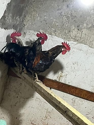 cücə və xoruz: Xoruz, il: 1 — 1