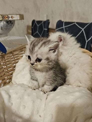 Птицы: Персидская — 7