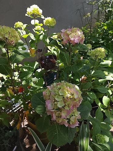 1 yaş dekoru: Yelpazəyarpaq palma (Washingtonia robusta) – qapalı və açıq məkanlar — 5