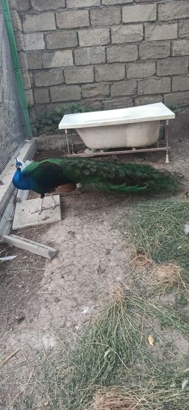 кольчатый попугай цена: Tovuzquşu satılır. Fərələr 5-yaş 150 AZN 1.Xoruz 6-yaş qara qanad 400 — 4