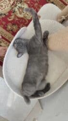 pişik sortlari: Britan, Dişi, Yaxşı əllərə, Ödənişli çatdırılma — 4