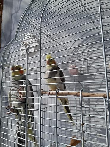 mal bazari: Salam iki ədəd erkən disidi üçün tam dəst qəfəs əla quslardi işimizlə — 5