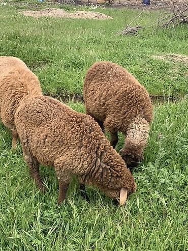 arı ailesi satilir: Qoyunlar – ət və yun istiqamətli Məhsul təsviri: - Şəkillərdəki kimi — 2