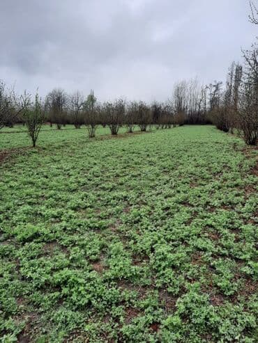 1 hektar necə sotdur: Kənd təsərrüfatı, Mülkiyyətçi — 3