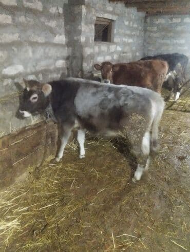 Satışda cavan buzovlar - Növ: iri buynuzlu heyvan, cavan buzovlar - lalafo.az -da Satışda cavan buzovlar - Növ: iri buynuzlu heyvan, cavan buzovlar -