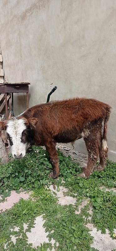 buzov satışı: Satılır: balaca dana - Cins: qarışıq (qəhvəyi bədən, ağ-al rəngli — 8