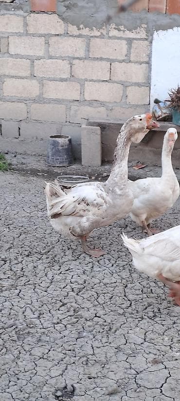 bulbul satışı: Erkək, | Xolmogor, Yumurtalıq, Ödənişli çatdırılma — 1