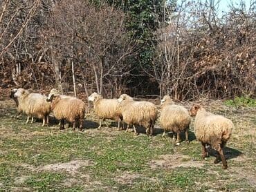 Qoyun sürüsü - Təxminən 8 baş ana qoyun və gənc dişilərdən ibarət lalafo.az -da Qoyun sürüsü - Təxminən 8 baş ana qoyun və gənc dişilərdən ibarət