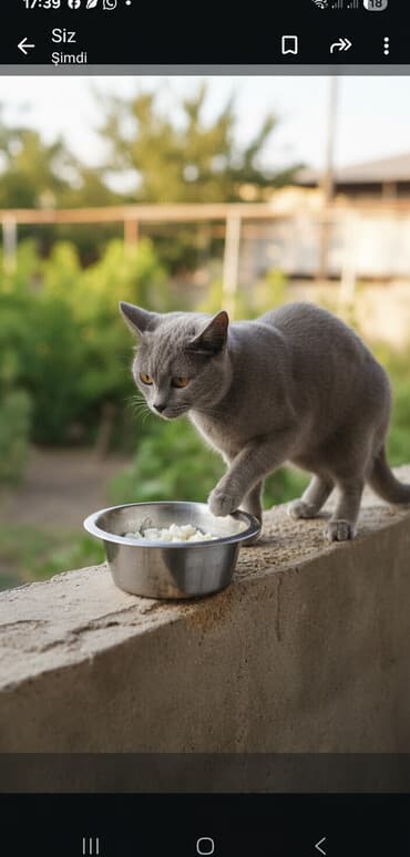 pişik cutleşdirme: Yaxşı əllərə — 3