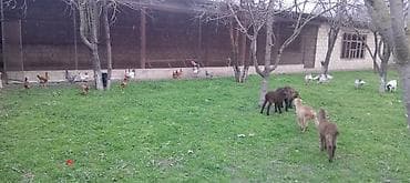 Qarajlar: Kənd təsərrüfatı — 2