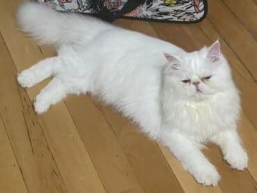 Fars, Erkək, Yaxşı əllərə, Pulsuz çatdırılma lalafo.az -da Fars, Erkək, Yaxşı əllərə, Pulsuz çatdırılma