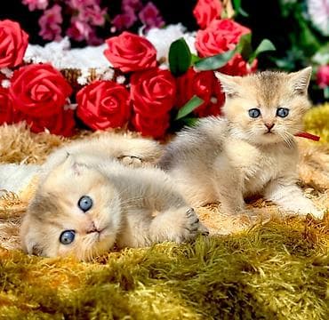 ev pişiki: Britan, Erkək, Dişi, Yaxşı əllərə, Ünvandan götürmə, Pulsuz çatdırılma, Ödənişli çatdırılma — 9