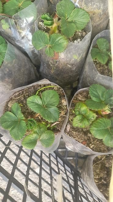 Çiyələk şitilləri. Açıq hava şərayitində dekabrın sonuna kimi bar