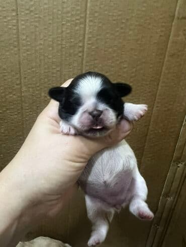 кане корсо бишкек: Пекинес, Самка, Самовывоз — 3