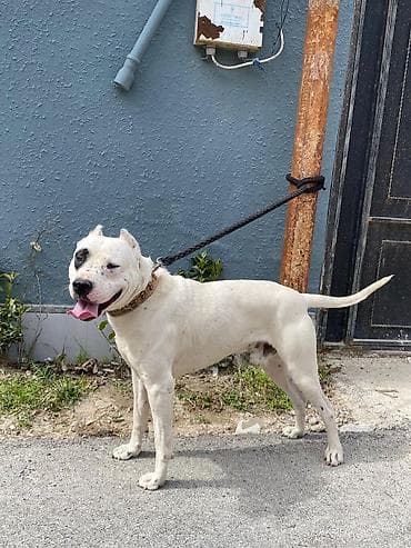 en ucuz itler: Doq — 3