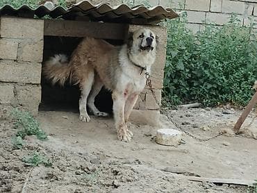 kənd heyvanları: Kanqal, 2 il, Erkek, Peyvəndli — 2