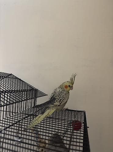 papuqay quş: AĞCABƏDİ RAYONU ÖZ YETİŞDİRDİYİMİZ BALA 2 AYLIQ XORUZ ƏLƏ TAM — 9