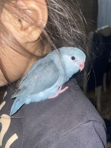 jako tutuquşusunun digər adı: Məhsul: Ev quşu – mavi tonlarda kiçik papuqay (parrotlet/lovebird — 1