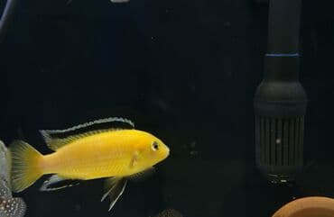 Tavalar: Cixlid balığı — 1