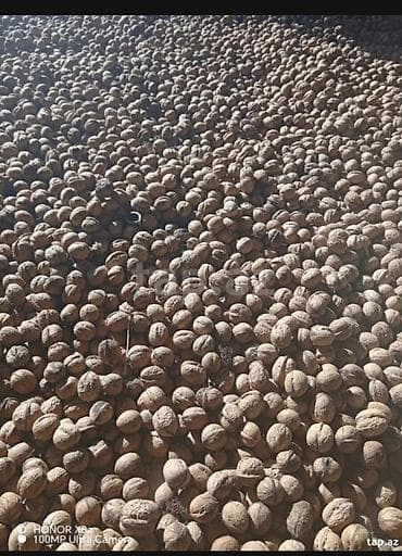 Qarışığ yerli qozdu 5 kisə qalıb isdiyən desin qiymət 3.60