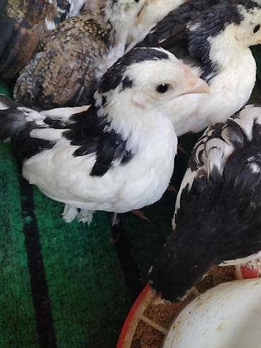 toyuq satılır: Toyuq, Milflör, Damazlıq — 8