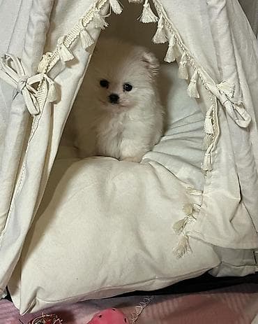 Şpitz, 2 ay, Erkek, Peyvəndli, Ödənişli çatdırılma — 3