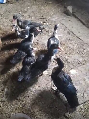 Lal ördey satilir karasnadar sortu saxlamaq ücünde var kesmek ücünde 7