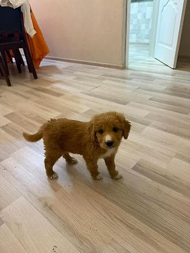 İtlər: Pudel, 1 ay, Dişi — 2
