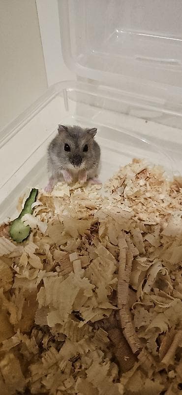 Xırda ev heyvanı – cırtdan hamster - Növ: cırtdan hamster lalafo.az -da Xırda ev heyvanı – cırtdan hamster - Növ: cırtdan hamster