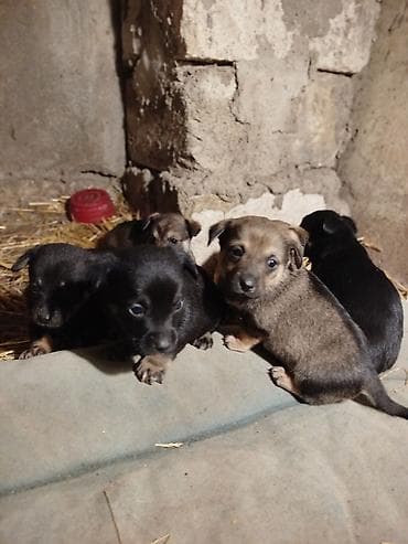 coban itlerin satisi: Əla növ qulaği sallağ zvanoklar satilir 7 ədəd di 3 həftəlikdirlər — 6