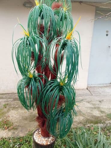 palma ağacı qiyməti: Dekorativ süni ağac – iri ölçülü, qapalı və açıq məkanlar üçün. - — 2