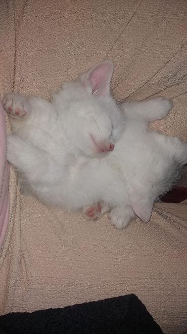 Аквариумы: Шотландская, Самец, Самка — 5