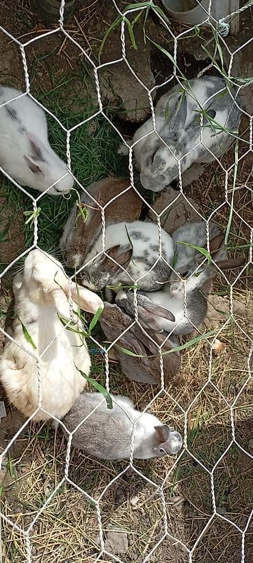 Digər heyvanlar: Ev şəraitində bəslənən dekorativ dovşanlar – müxtəlif rəng və — 2