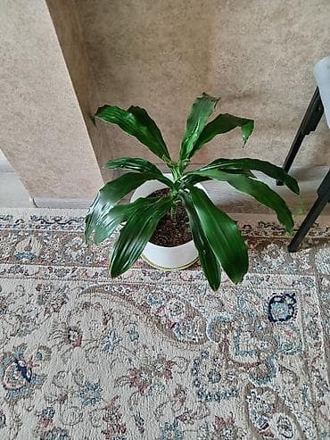 Драцена 20 ман lalafo.az -da Драцена 20 ман