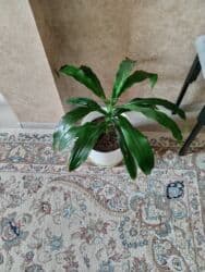 Уличные растения: Elan başlığı: Драцена 15 ман Təsvir: Drasena (Dracaena) otaq bitkisi — 1