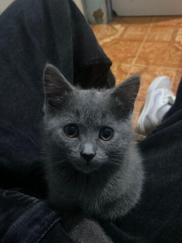 siam pişiyi qiyməti: Yaxşı əllərə — 2