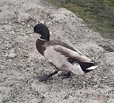 lal ördey: Salam Allah hamının malına çülkünə bərəkət versin təmiz yaşılbaş — 2