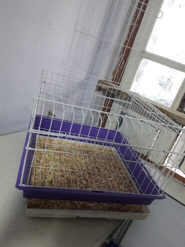 pişik maneji: Etrafli vp 051 494 09 86 Qefeslerin her biri satişda var qefes bitende — 11