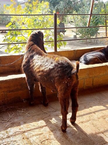 sudlu kecilər: 3üdə bir yerdə satılır, 1 erkəy 2 dişi marağlanan yaza bilər — 3