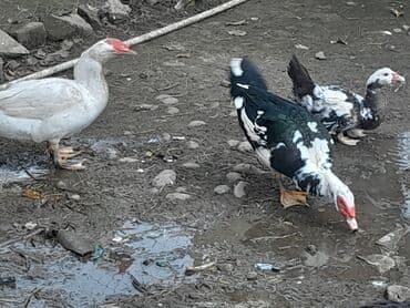 bakıda cucə satışı: Erkək, | Lal ördək, Ətlik, Ünvandan götürmə — 3