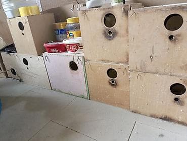 heyvan sekilleri yukle: Folluq gedən yuvalar Obtavoy 2 manatdan(10 ədədə yaxın var) — 2