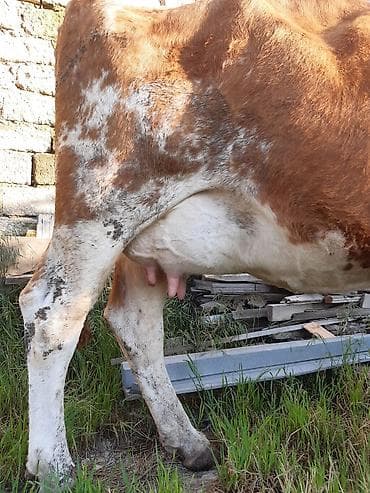 smental dana: 3 qarına simental inek teze dogub balası disidi sudu 25 litirdi oz — 2