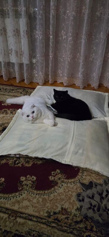 шотландская вислоухая кошка цена в баку: Шотландская, Самец, Самовывоз — 4