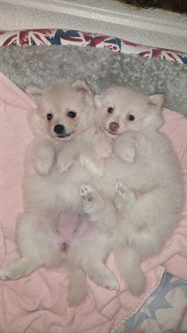 itlər bala: Şpitz — 1