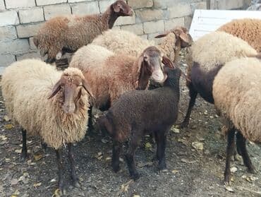 bmw 3 серия 325tds at: Satilir Ana Bala Qoyunlar Boğaz Heyvanlar ekiz Bala Heyvanlar Kom 8 — 4